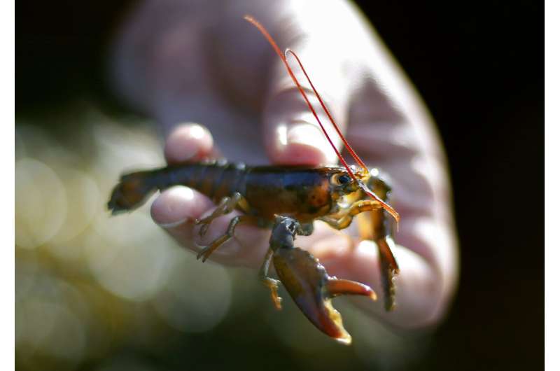 Baby lobster numbers spell trouble for shellfish population