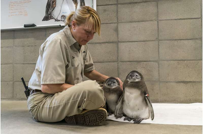 Baby penguins hatched at San Diego Zoo