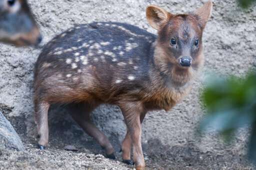 Baby pudu named for Korean pop star debuts at LA Zoo