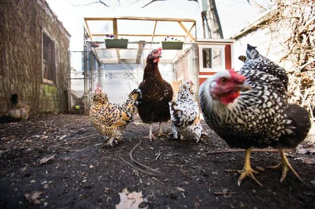 Backyard Chickens and the Risk of Lead Exposure