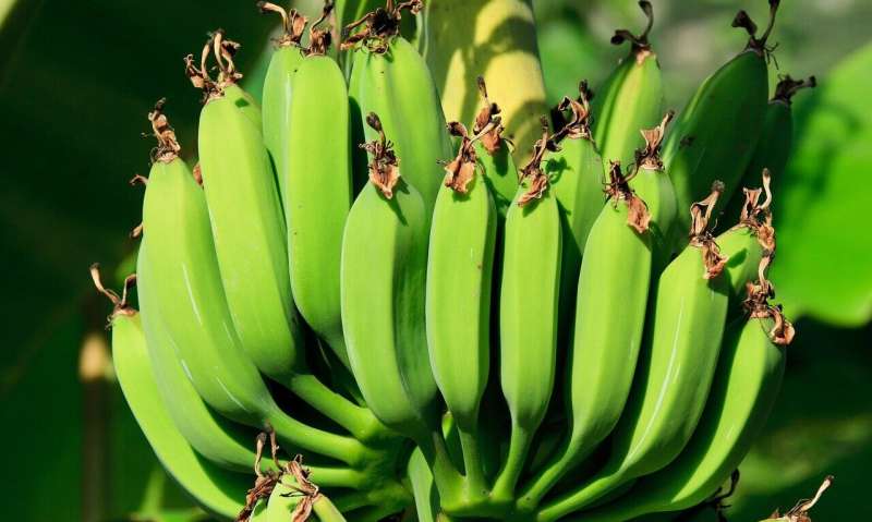 New banana disease is spreading and poses threat to Africa’s food security