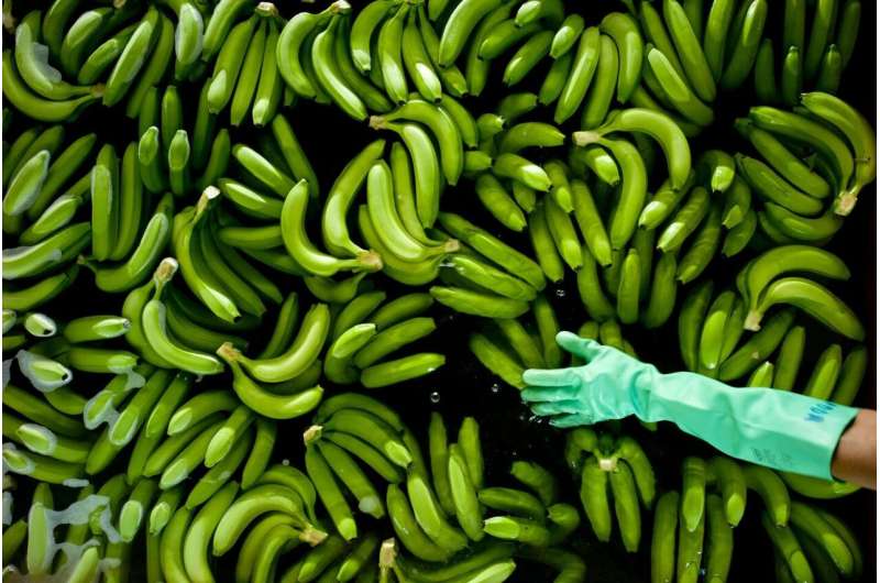 Banana disease boosted by climate change