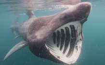 Basking sharks exhibit different diving behaviour depending on the season, a new study shows