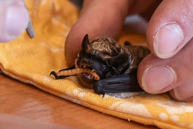 Bats at the Minsk rescue centre are allowed to wake up naturally then hand-fed with grubs