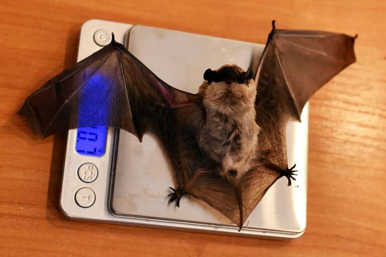 Bats brought to the Minsk rescue centre hibernate there over the winter, then wake in the spring when they are fed, weighed and 
