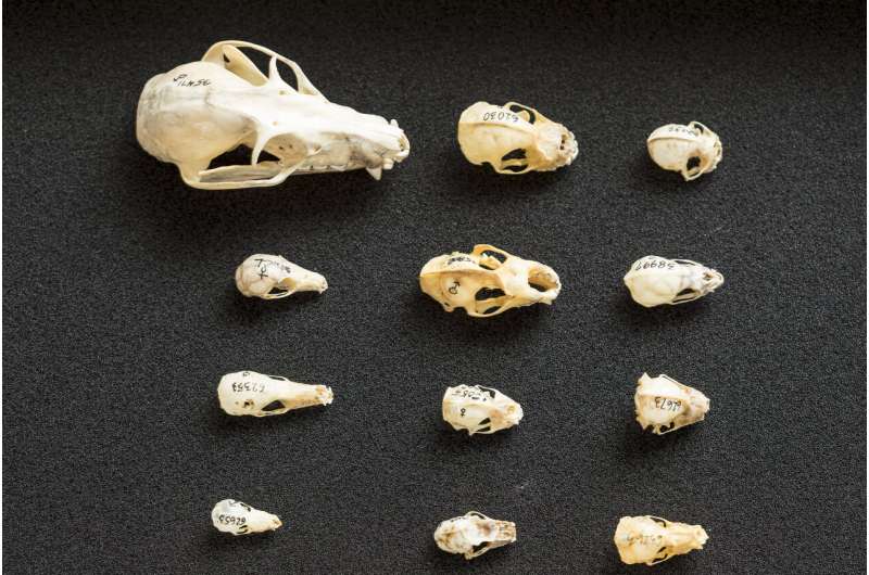 Bats evolved diverse skull shapes due to echolocation, diet