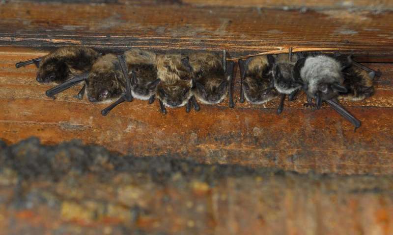 Bats in attics might be necessary for conservation