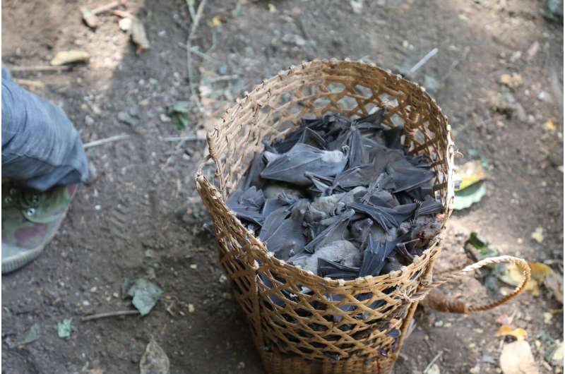 Bats in Northeast India carry filoviruses that can infect humans