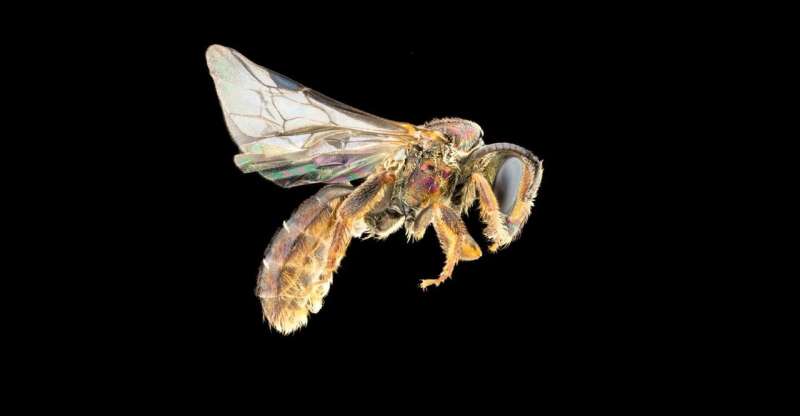 Bee biodiversity barometer on Fiji