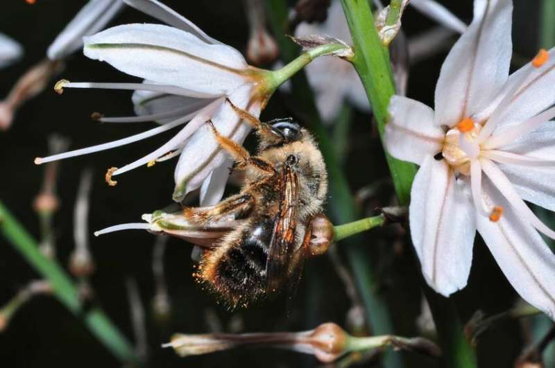 Bee diversity critical to world’s food supply