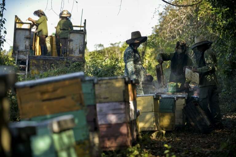 Beekeepers work at an apiary in Navajas, Matanzas province, Cuba, harvesting honey for export