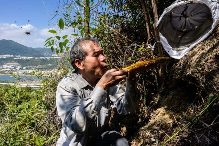 Beekeeper Yip Ki-hok, 62, blows bees off a honeycomb after removing their honey-filled nest on a hillside in Hong Kong.High up i