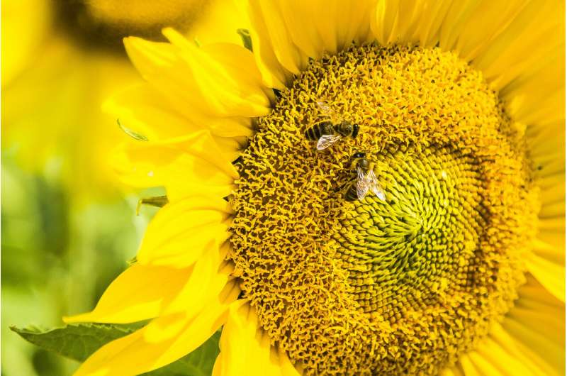 Bees have brains for basic math: Study
