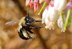 Bees required to create an excellent blueberry crop