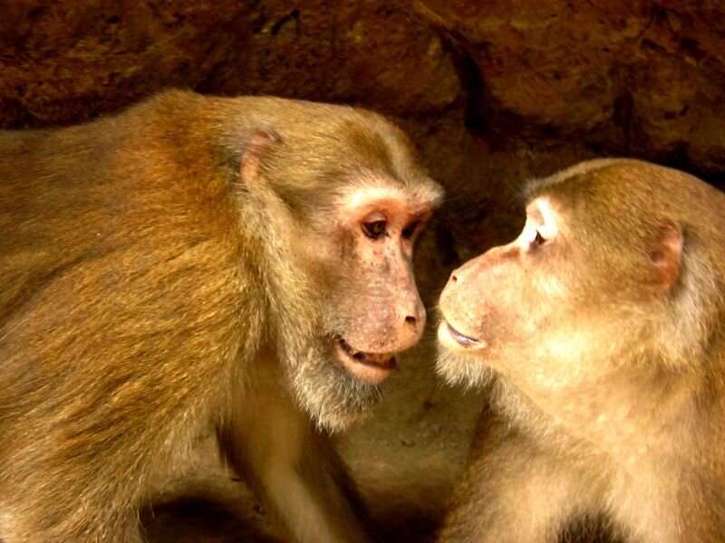 Behavioral scientists test biological principle on free-living Assamese macaques