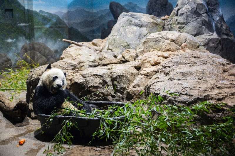 Bei Bei munches bamboo in his enclosure at the National Zoo in the US capital ahead of his long flight to China