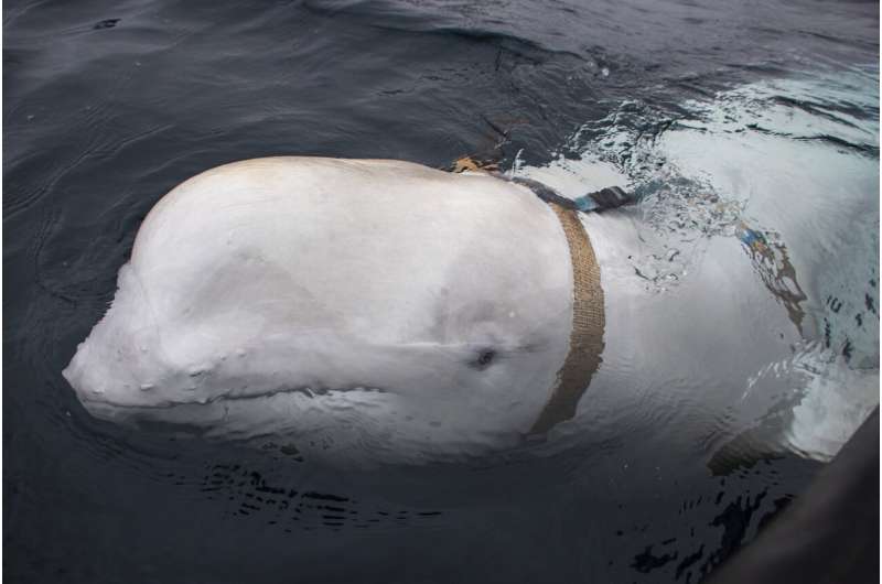 Beluga whale with Russian harness raises alarm in Norway
