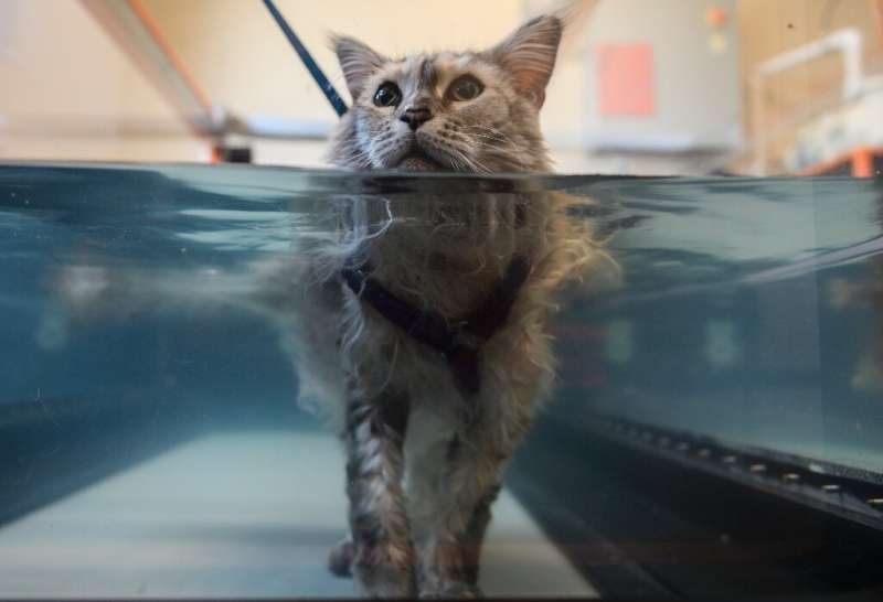 Bess, an arthritis sufferer, is put through her paces on an underwater treadmill