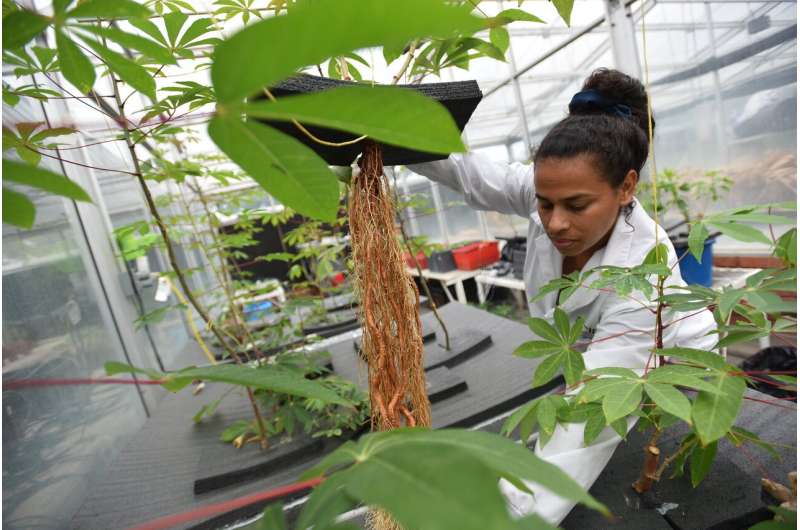 Beyond 'shovelomics': Growing cassava in the air helps study the plant's mysterious roots