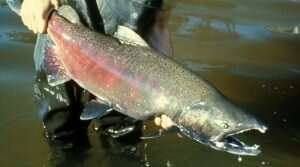 Bigger doesn't mean better for hatchery-released salmon