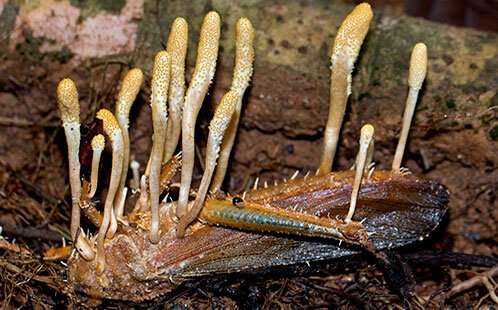 Billions of fungi belong to just a few types (and some are carnivorous)