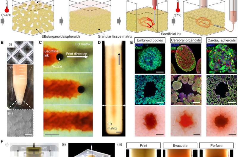 Bioengineering organ-specific tissues with high cellular density and embedded vascular channels.