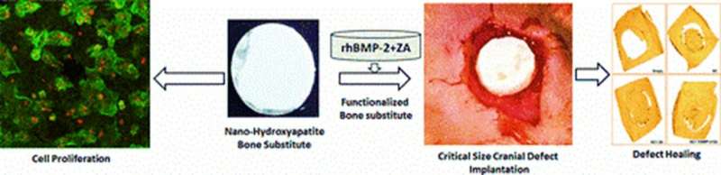 Biofunctionalized ceramics for cranial bone defect repair – in vivo study