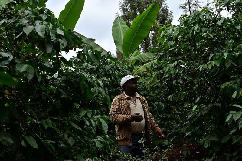 Biogas bounty: Kenyan farmer Josphat Muchiri looks at his flourishing coffee trees—their harvest has doubled thanks to fertilise