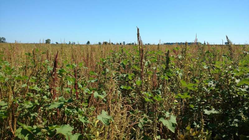Biologists track the invasion of herbicide-resistant weeds into southwestern Ontario