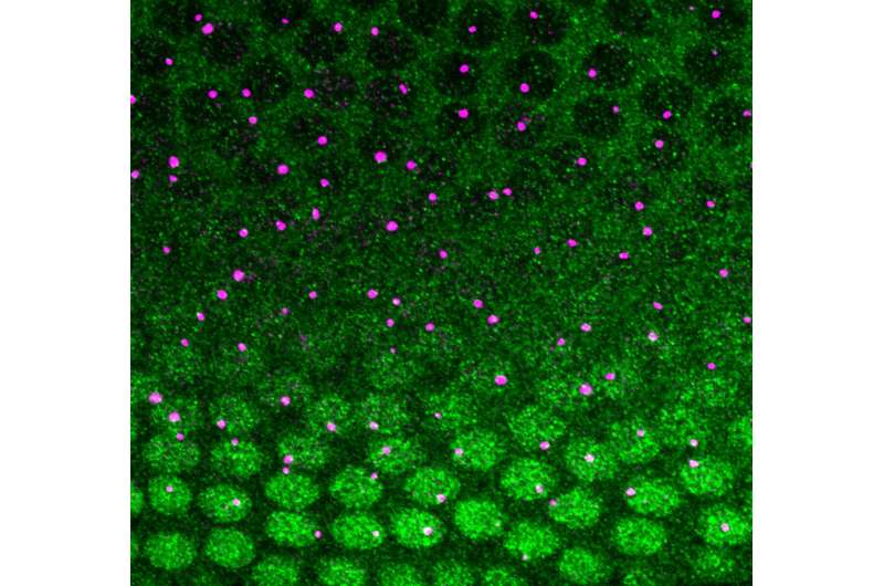 Biologists uncover new rules for cellular decision-making in genetics