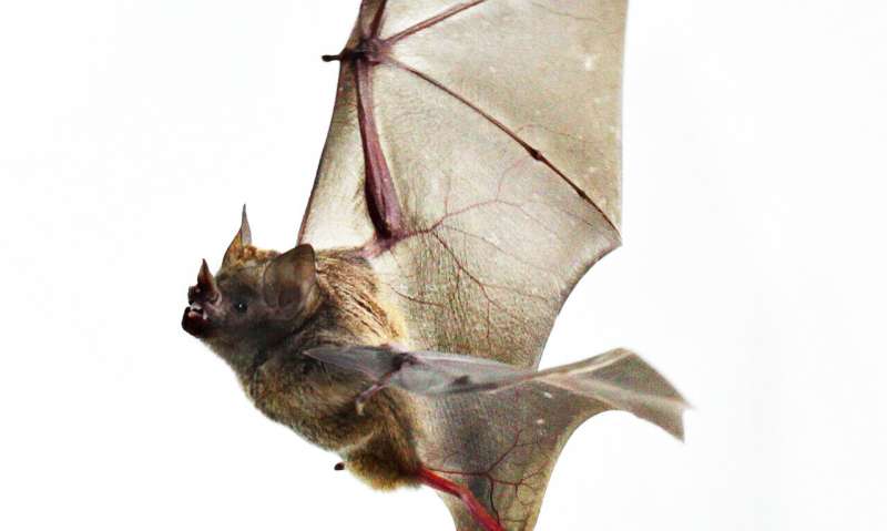Biology of bat wings may hold lessons for cold-weather work, exercise