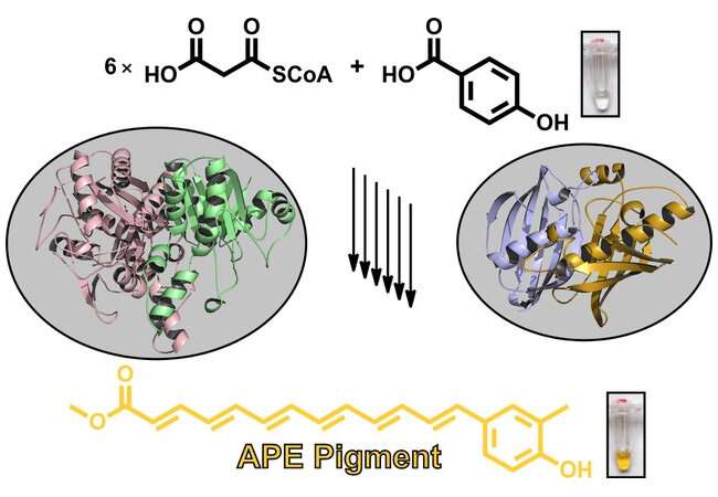 Biosynthesis of widespread pigments from bacteria revealed