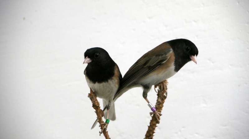 Bird bacteria is key to communication and mating