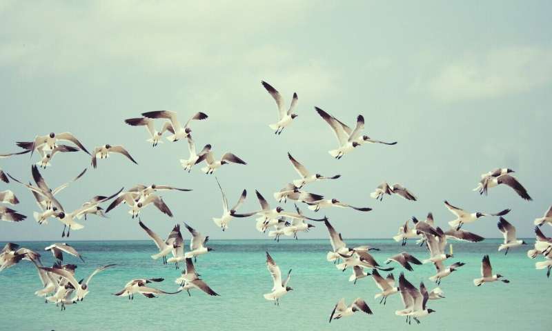 bird flock
