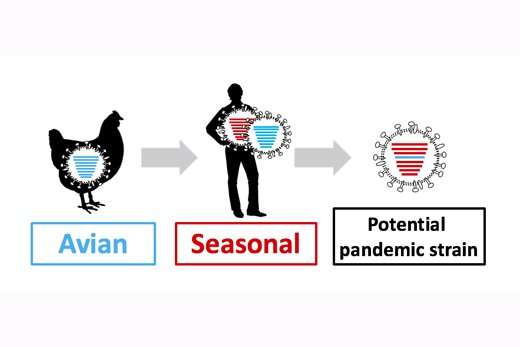 Bird flu shuffle probes viral compatibility