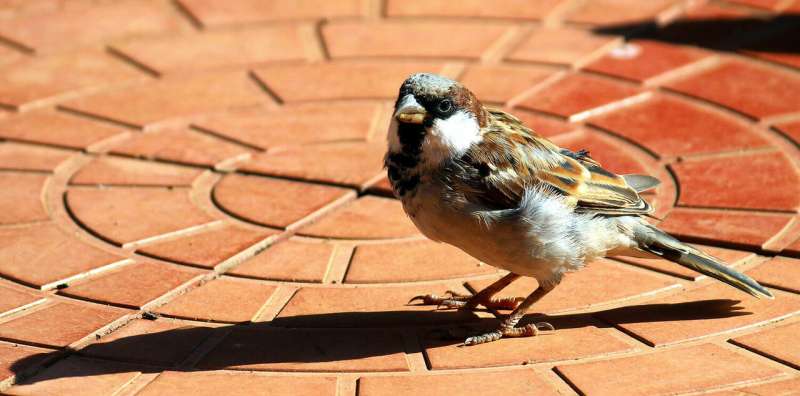 Bird immune systems reveal harshness of city life