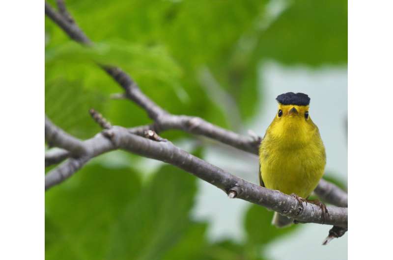 Bird migration timing skewed by climate, new research finds