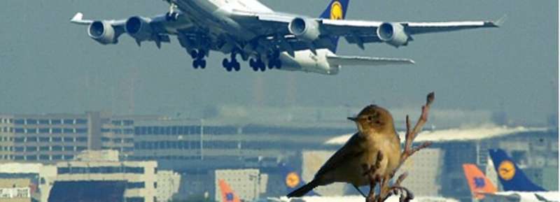 Birds around airports may be deaf and more aggressive