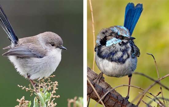 Birds balance sexiness and predator avoidance by changing colour