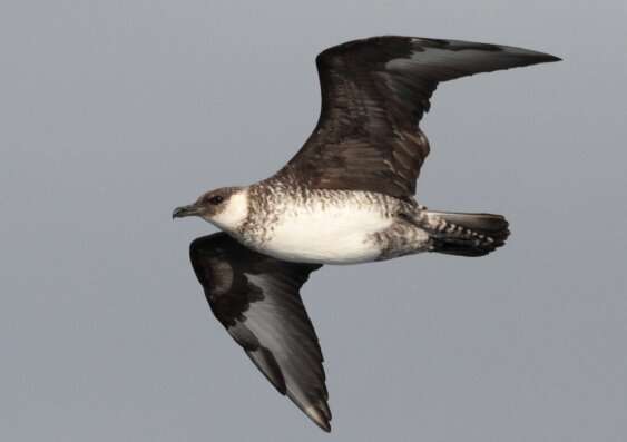 Birdwatchers highlight declines of seabirds off south-eastern Australia