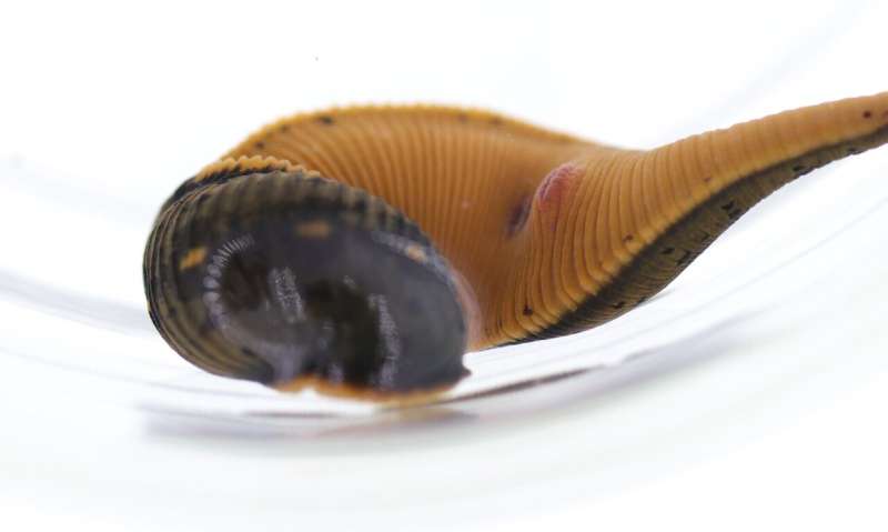 Bloodsucker discovered: First North American medicinal leech described in over 40 years