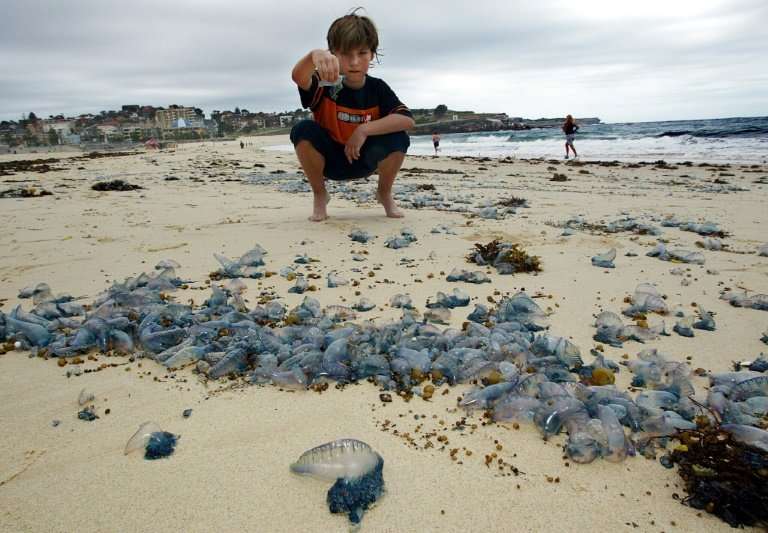 Bluebottle stings are a frequent occurrence in Australia