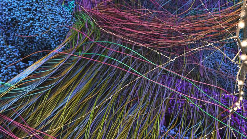Blue Brain finds how neurons in the mouse neocortex form billions of synaptic connections