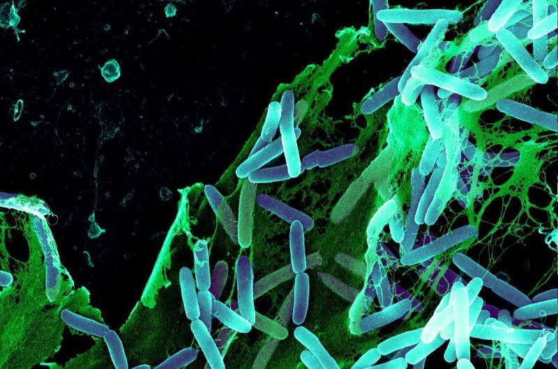 Body cells spy out bacteria
