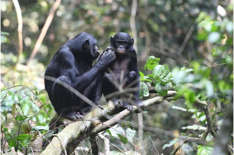 Bonobo moms play an active role in helping their sons find a mate