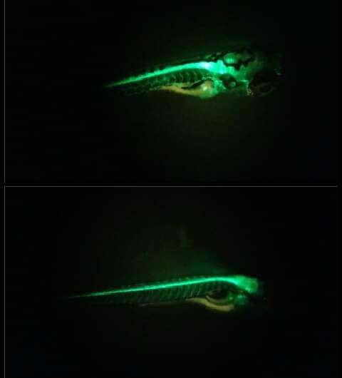 Boosting the discovery of new drugs to treat spinal cord injuries using zebrafish