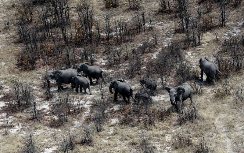 Botswana says lifting the ban will not threaten the elephant population