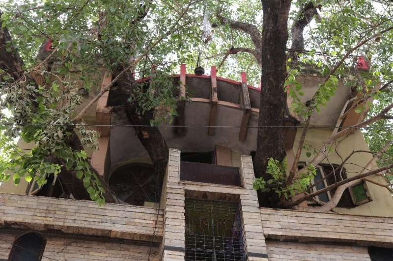 Branches of a peepal tree (sacred fig tree) protrude from the Kesharwani family's home in the Indian state of Madhya Pradesh