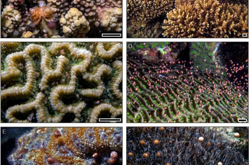 Breakdown in coral spawning places species at risk of extinction