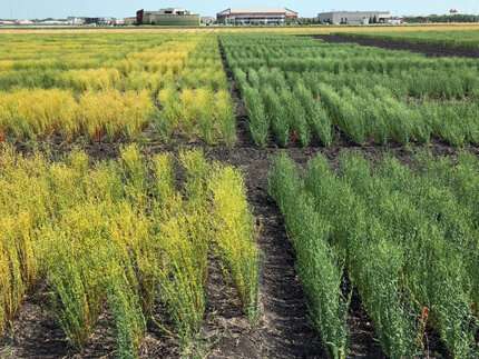 Newswise: Breeders release new flaxseed cultivar with higher yield